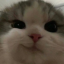 Xbzid