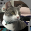 Bluetopazcats
