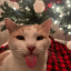 Cosmic Cat