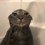 모냥(Whatcat)
