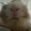 guineapigsaretuff