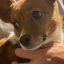 Mr.Dawg