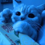Cat kitty cat cat